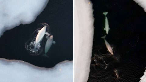 Beluga whales create thaw patch for themselves to breathe