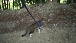 Little Cat Loves Hiking in the Mountains