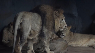 Lion and White Tiger-lazy big cats at the zoo-lion and white tiger moments