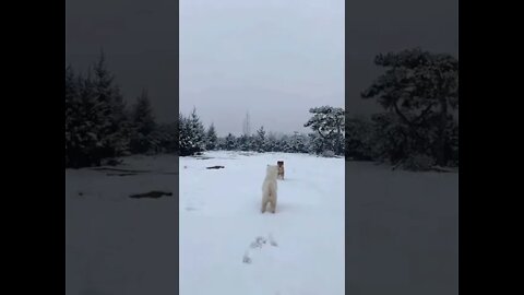 Puppies loving snow
