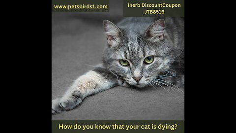 How can you tell when your cat is dying #pets_birds #cat