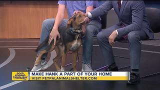 Pet of the week: Hank is a 7-month-old hound mix who would appreciate an active family