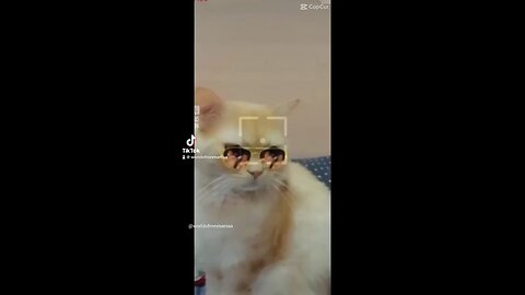 "Feline Fashionista” || Cat with Glasses Steals Hearts ❤️😻”. #viral #trending