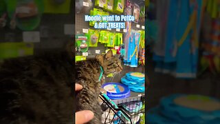 Cat in a store 🙀 | Noodle goes to PetCo! #shorts#cats#smartcats#cutecats
