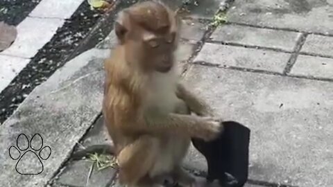 Monkey 🐵 makes fun of those who 🤣 wear masks