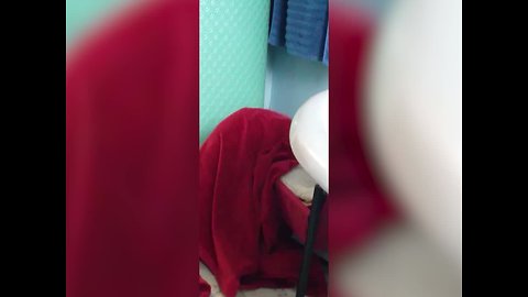 Dog Wraps himself in Blanket – Try not to "Aww"
