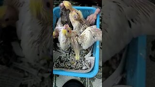 Cockatiel babies available for tame purpose l #shorts l #cockatiels l @featherbirdieaviary