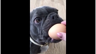 French Bulldog gives egg challenge a crack