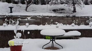 Fresh snow falling in B.C. backyard