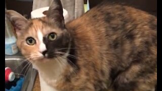 My Cat Lily Responds to Her Name!