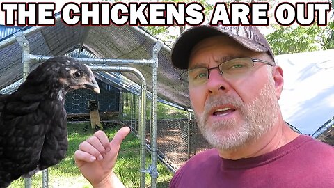 Chickens are out of the coop for the first time