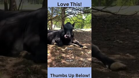 funny tiktok farm animals #shorts