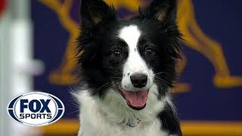 Watch five of the greatest moments from the WKC Dog Show to commemorate National Puppy Day