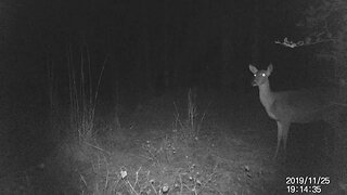 Deer Blowing at night