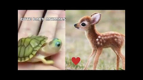 Cute Baby Animals Videos - Cute Baby Pets - Cute Kittens - Funny Animal Videos