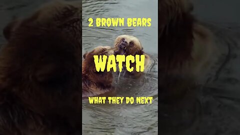 See What Brown Bears Do When No One is Looking!