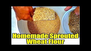 Homemade Sprouted Wheat Flour