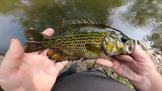 Northern Pike Tries To Eat My Catch.. More Than Once... This Is Why I Love Pike Fishing!