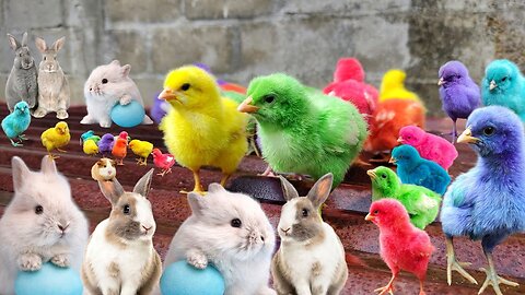 Catch millions of cute chickens, colorful chickens, rainbow chicken rabbits,goose duck |cute animal|