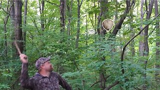 Hitting a Hornets Nest with a Stick