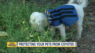 Protective vests with spiked collars: Arming your pets against coyotes