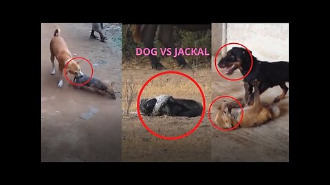 Dog VS Jackals fights, which you have never seen before CB official