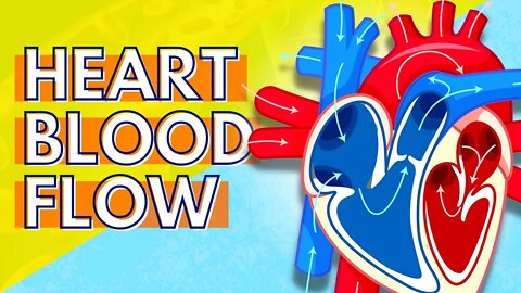 How Blood Flows Through the Heart