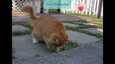 💓💗💞💝#kitty #leo 💞💝#lost#wedding #ring 💓💗#while #playing 💞💝 #animallovers💞💝#petlovers💓💗💞💝