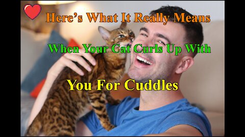 Here’s What It Really Means When Your Pet Cat Curls Up With You For Cuddles