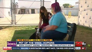 Pet of the Week: Hopkins