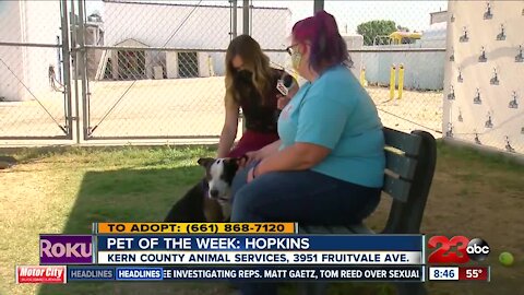 Pet of the Week: Hopkins