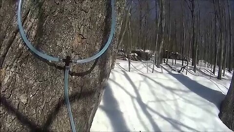 Tapping Maple Trees For Homemade Organic Maple Syrup