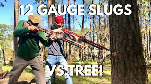 Shotgun Slugs VS HUGE TREE! Steve Gould joins Top Shot Tree Service!