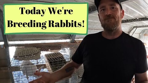 Today We're Breeding Rabbits!