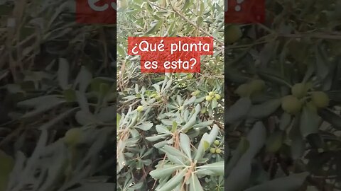 ¿Qué planta es esta? comenta ahora #europe #valencia #madrid #spain #random #ytshorts #elretiro