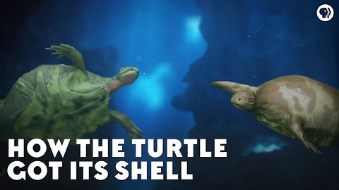 How the Turtle Got Its Shell