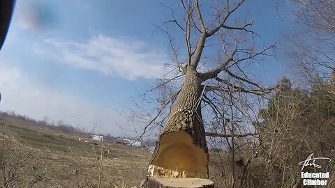 Felling Trees with Sam Cooke. Amen.