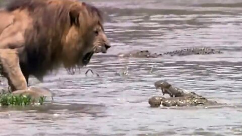 Crocodile vs lion. Who is braver, who has more power