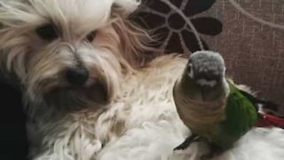 L'incroyable complicité entre un oiseau et un chien
