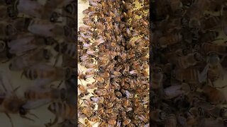 My Honey Bees
