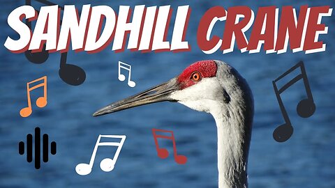 Sandhill Crane bird sound.