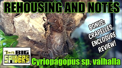Crapelles Review & Cyriopagopus Sp. Valhalla Rehouse and Care
