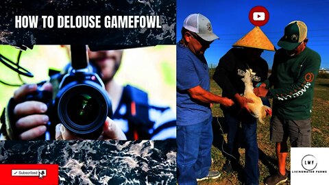 HOW TO DELOUSE Gamefowl / GAMEFARM Walkthrough