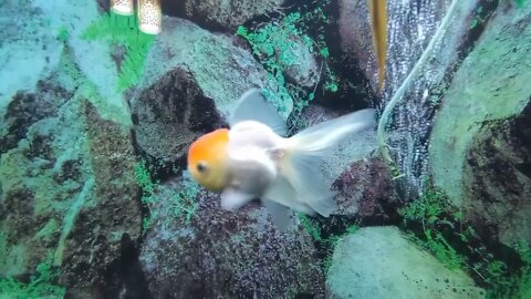 De vuelta con el acuario de Goldfish de 320 litros / mi pez sufre de vejiga natatoria-9