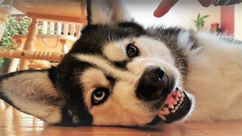 Cute Siberian Husky shows angry face and hilarious temper
