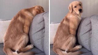 Golden Retriever Puppy Only Reacts To Her Favorite Word