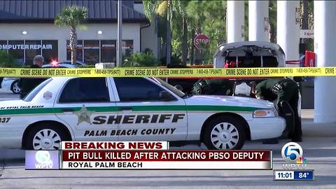 Pit bull killed after attacking deputy in Royal Palm Beach