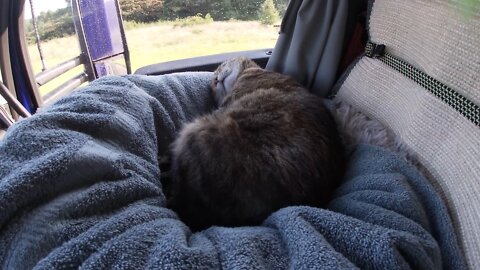 Milo The Truck Cat slept hard on today's drive!