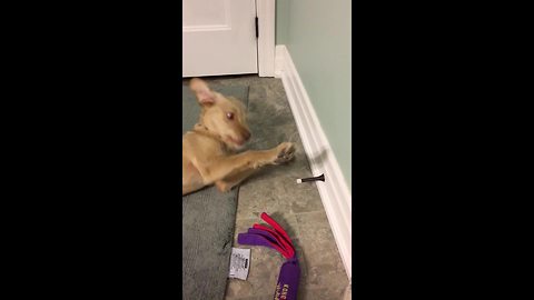 Golden Retriever puppy goes crazy over door stop