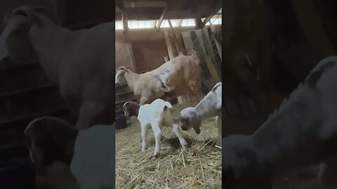 Will Mommy Goat Reject Baby? #babygoats #farmlife #homestead